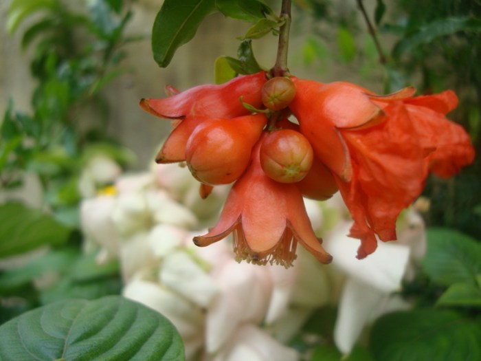 garden delights...pomogranate flower